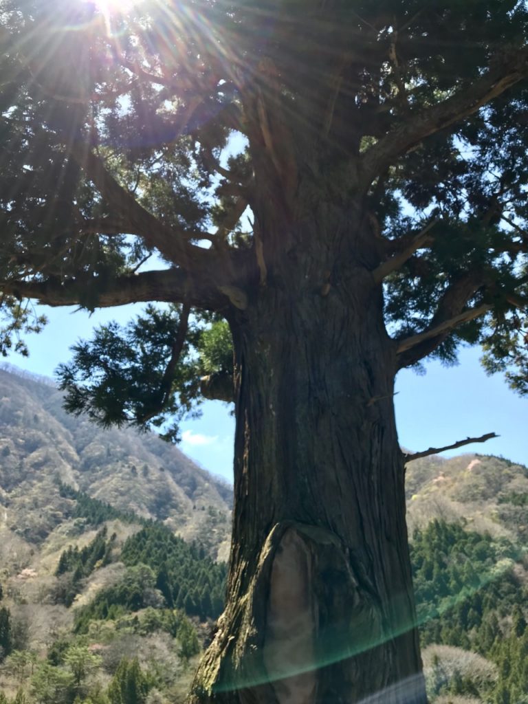 樹齢2000年の箒杉