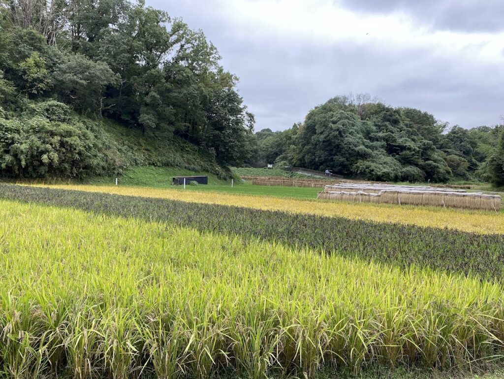 入院中のお母さまの遠隔ヒーリング