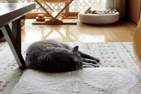猫のストレスについて私が思うこと
