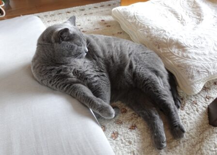わが家の猫の健康管理 ＆ ペットヒーリングの話