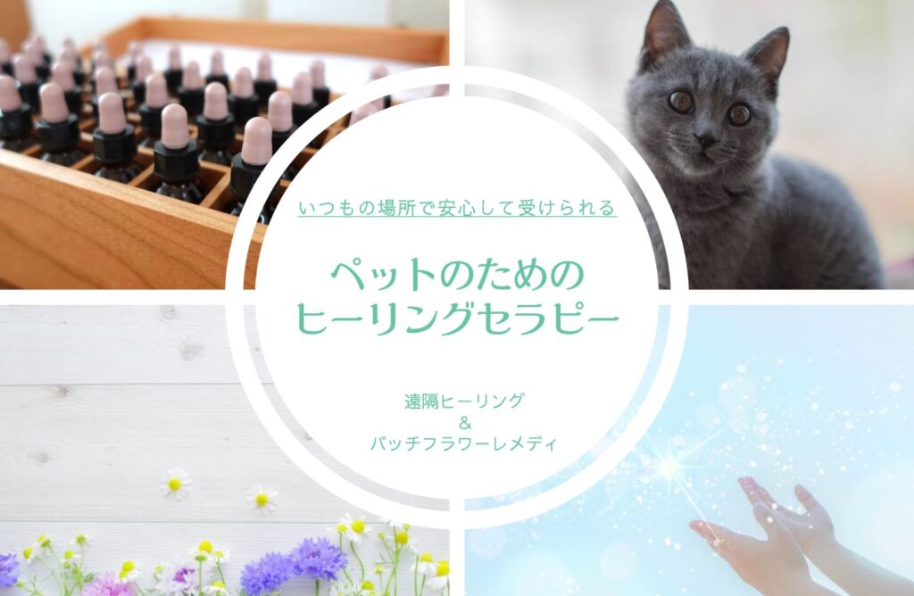 ペットの遠隔ヒーリング＜定期4回コース＞のご案内