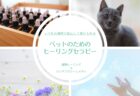 ペットの遠隔ヒーリング＜定期4回コース＞のご案内