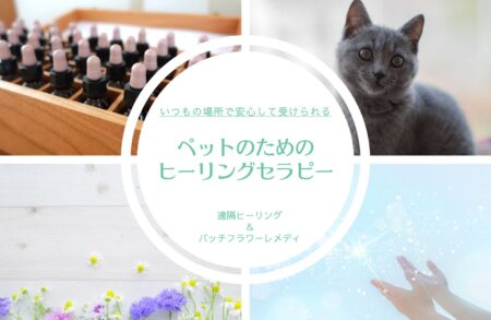 ペットの遠隔ヒーリング＜定期4回コース＞のご案内