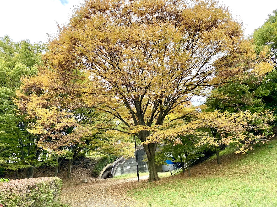 【独りごと】自分アピールが苦手な私