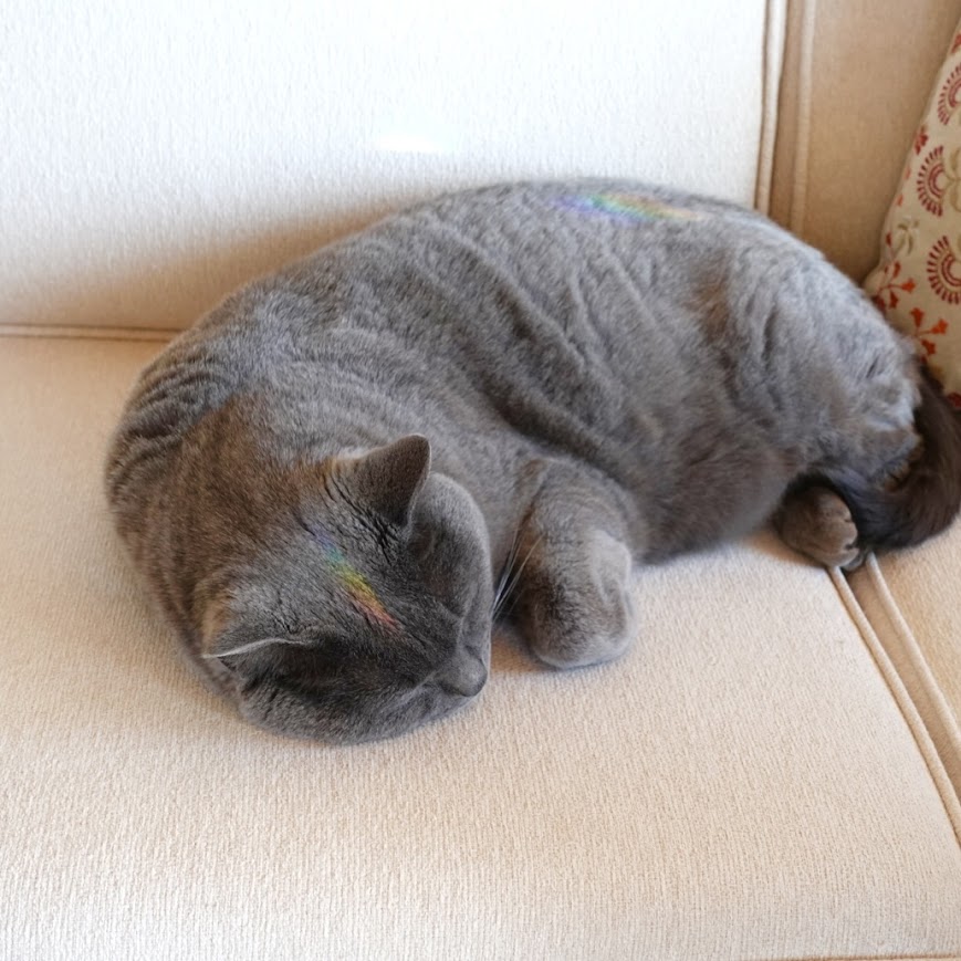 2026年もBlue Lotusをよろしくお願いします♪