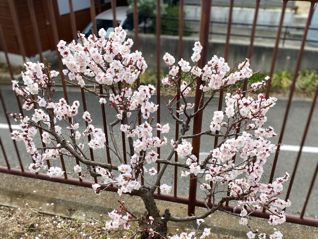 週に一度の父のヒーリング整体