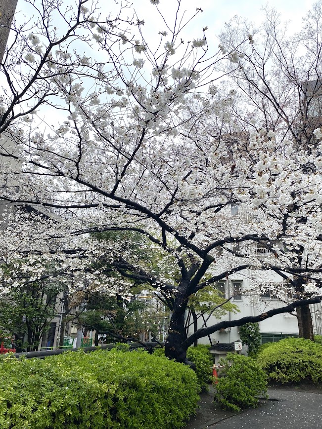 84歳を迎えた父への施術&バッチフラワーレメディ